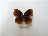 藏品(藍紋鋸眼蝶)的圖片